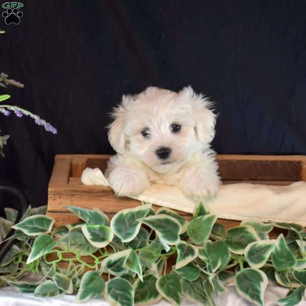 Sprout, Maltichon Puppy