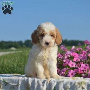 Sprout, Mini Goldendoodle Puppy