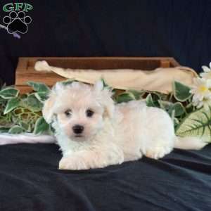 Sprout, Maltichon Puppy