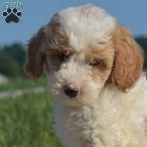Sprout, Mini Goldendoodle Puppy