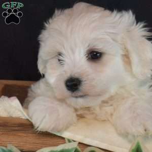 Sprout, Maltichon Puppy