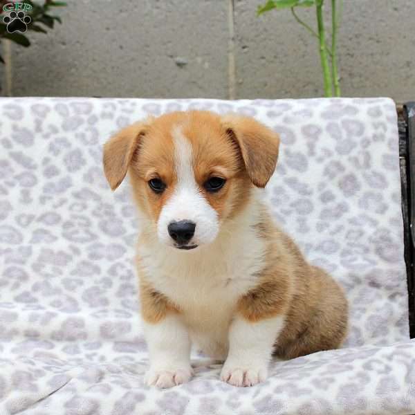 Spud, Pembroke Welsh Corgi Puppy
