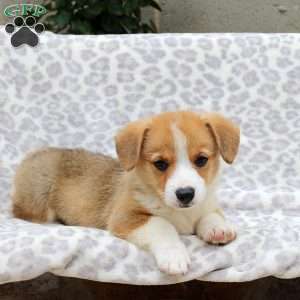 Spud, Pembroke Welsh Corgi Puppy