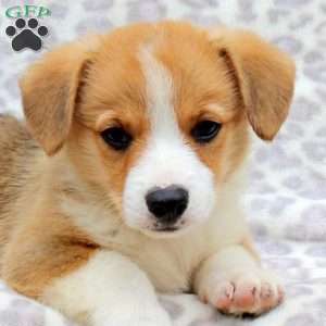 Spud, Pembroke Welsh Corgi Puppy