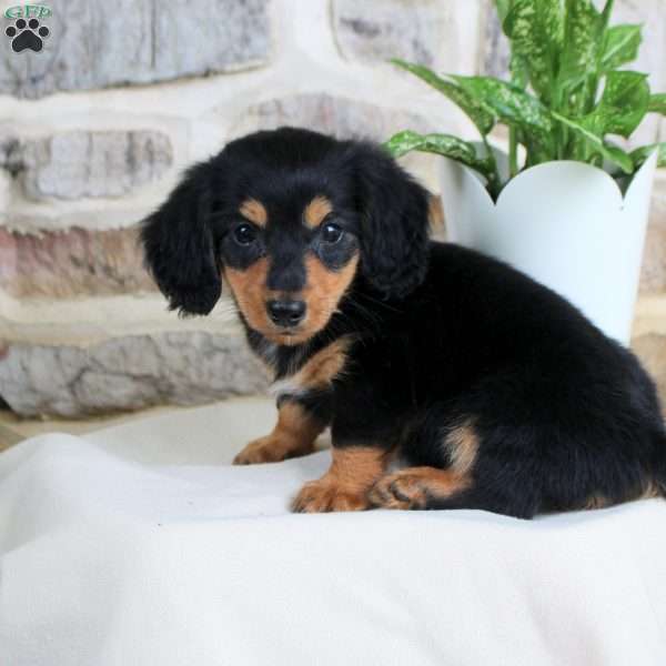 Spunky, Dachshund Puppy