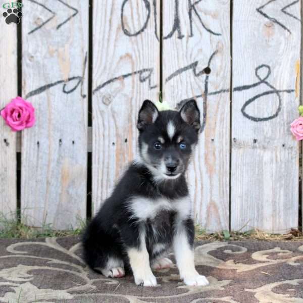 Stacy, Pomsky Puppy