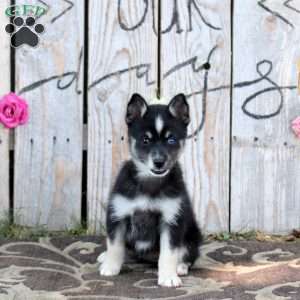 Stacy, Pomsky Puppy