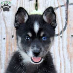 Stacy, Pomsky Puppy