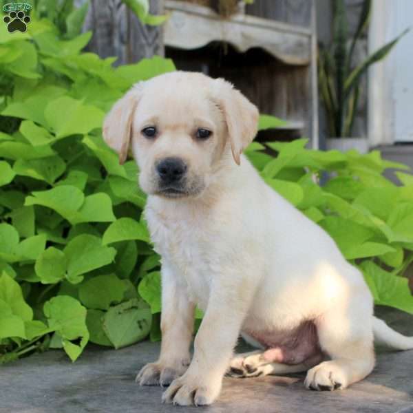 Stanley, Yellow Labrador Retriever Puppy