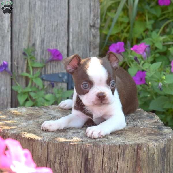 Stanley, Boston Terrier Puppy