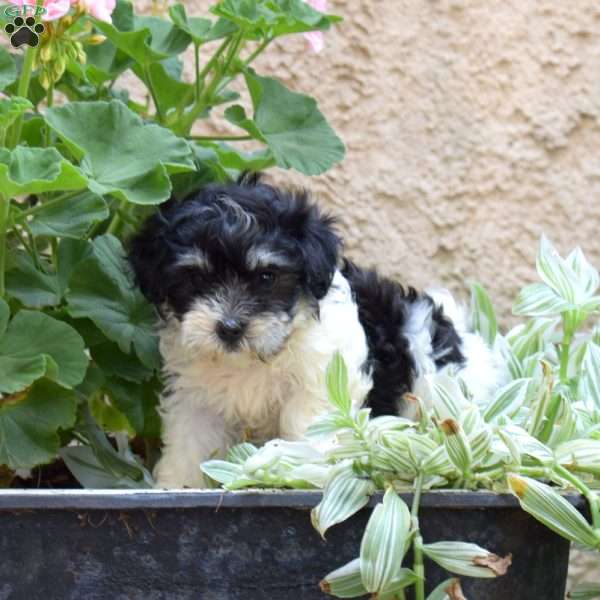 Star, Havanese Puppy