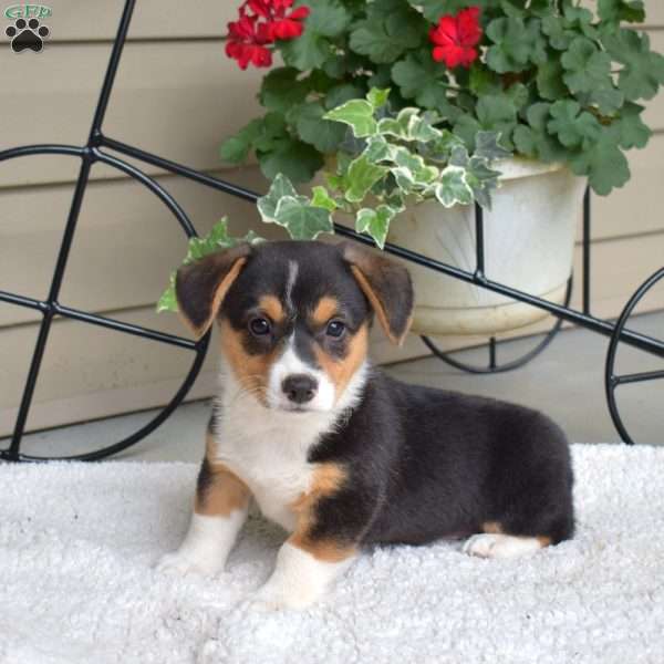 Star, Pembroke Welsh Corgi Puppy
