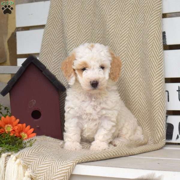 Star, Mini Goldendoodle Puppy
