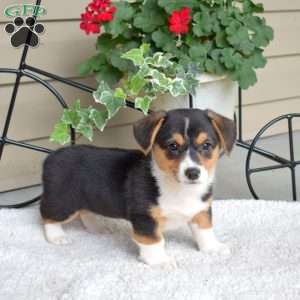 Star, Pembroke Welsh Corgi Puppy