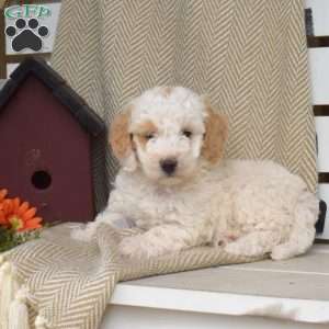 Star, Mini Goldendoodle Puppy
