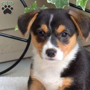 Star, Pembroke Welsh Corgi Puppy
