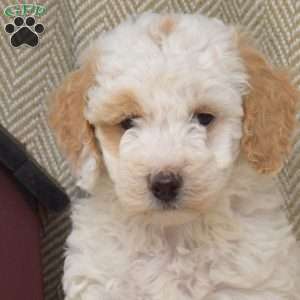 Star, Mini Goldendoodle Puppy