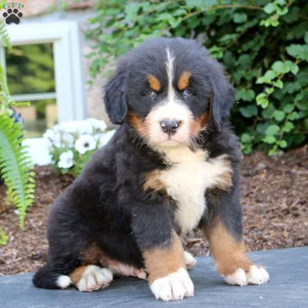 Star, Bernese Mountain Dog Puppy