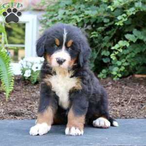 Star, Bernese Mountain Dog Puppy