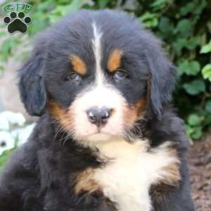 Star, Bernese Mountain Dog Puppy