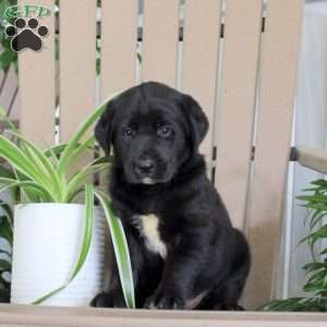 Starburst, Black Labrador Retriever Puppy