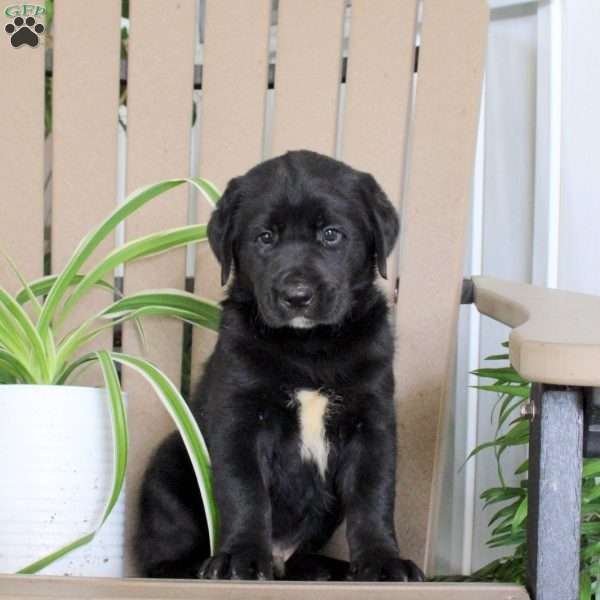 Starburst, Black Labrador Retriever Puppy