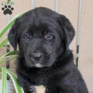 Starburst, Black Labrador Retriever Puppy