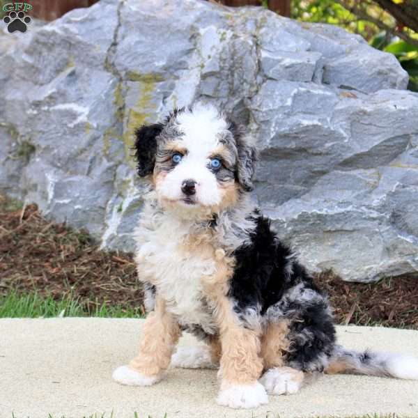 Stardust, Mini Bernedoodle Puppy