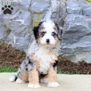 Stardust, Mini Bernedoodle Puppy