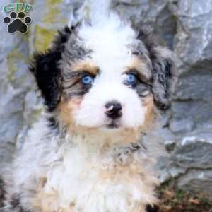 Stardust, Mini Bernedoodle Puppy