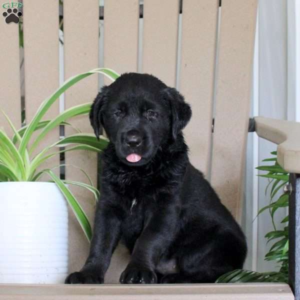 Starlight, Black Labrador Retriever Puppy