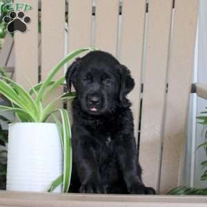 Starlight, Black Labrador Retriever Puppy