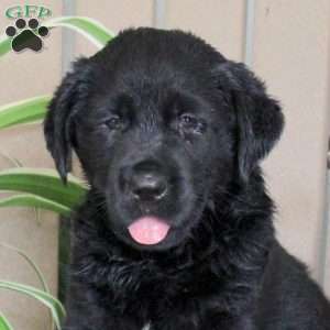 Starlight, Black Labrador Retriever Puppy
