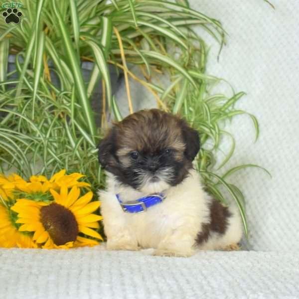 Starlight, Shih Tzu Puppy