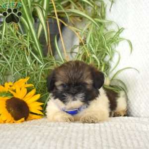 Starlight, Shih Tzu Puppy