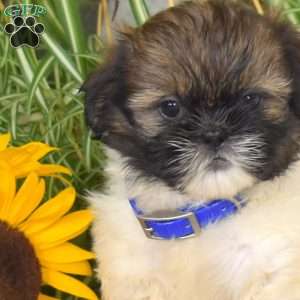 Starlight, Shih Tzu Puppy