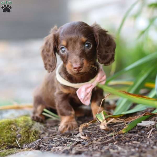 Stella, Dachshund Puppy