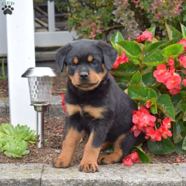 Stella, Rottweiler Puppy