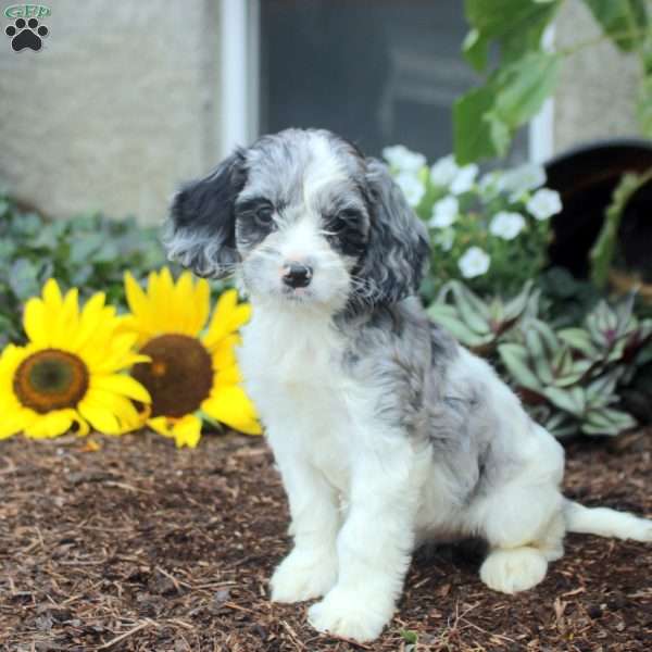 Stella, Cockapoo Puppy