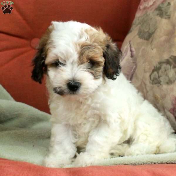 Stella, Havapoo Puppy