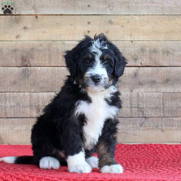 Stella, Bernedoodle Puppy
