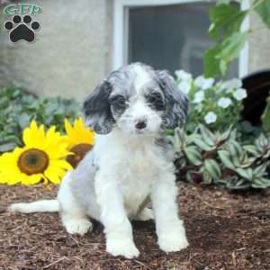 Stella, Cockapoo Puppy