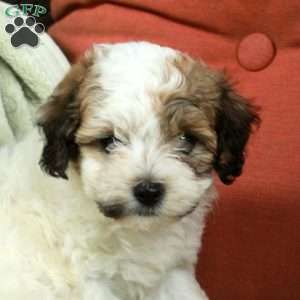 Stella, Havapoo Puppy