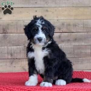 Stella, Bernedoodle Puppy