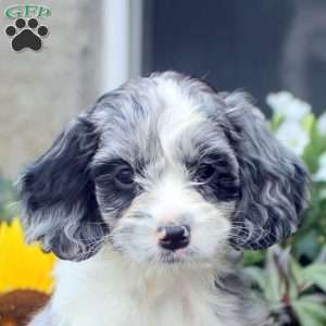 Stella, Cockapoo Puppy