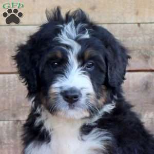 Stella, Bernedoodle Puppy