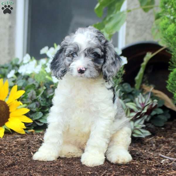 Sterling, Cockapoo Puppy