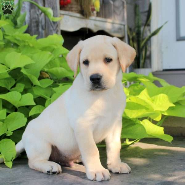 Sterling, Yellow Labrador Retriever Puppy