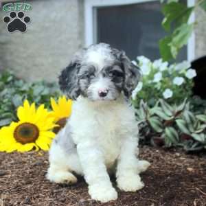 Sterling, Cockapoo Puppy