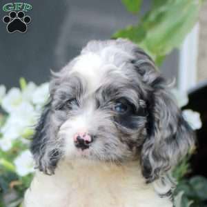 Sterling, Cockapoo Puppy